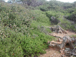 A. pajaroensis growing over A. hookeri ssp. hookeri on a shallow-soiled ridge in maritime chaparral. 